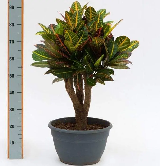 Крупномеры