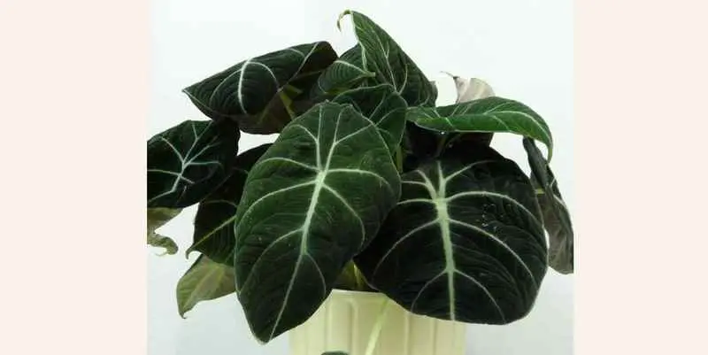 Алоказия Блэк Вельвет