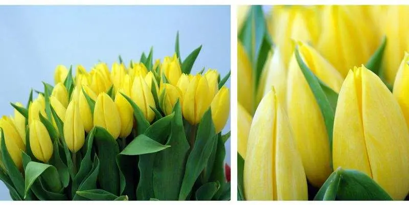 Стронг Голд