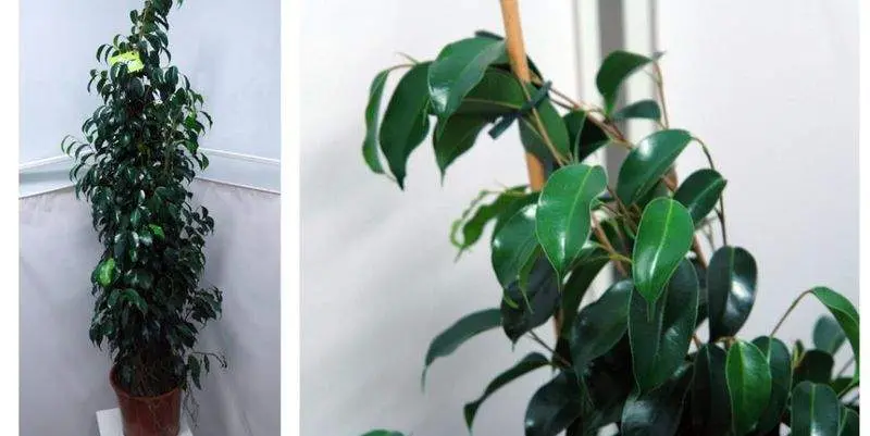 Фикус Бенжамина Даниэль Д27 Н140