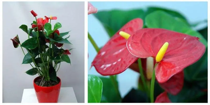 Антуриум Андрианум Сиерра Д15