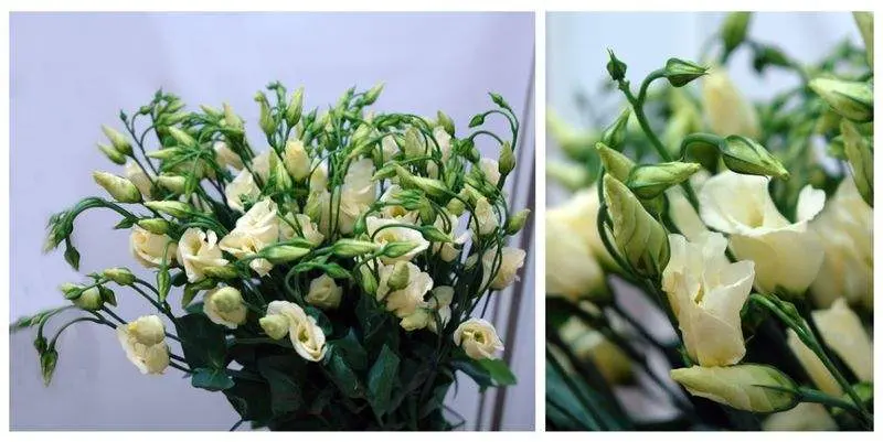 Пикколо Жёлтый (75)