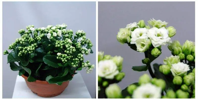 Каланхое Каландива Д23 Н30