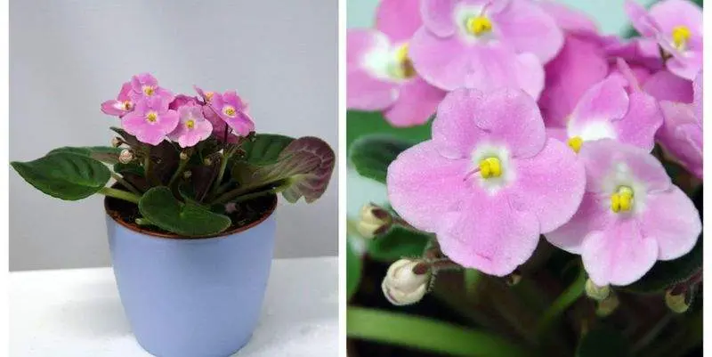 Фиалка Тройка Пёрпл Д12