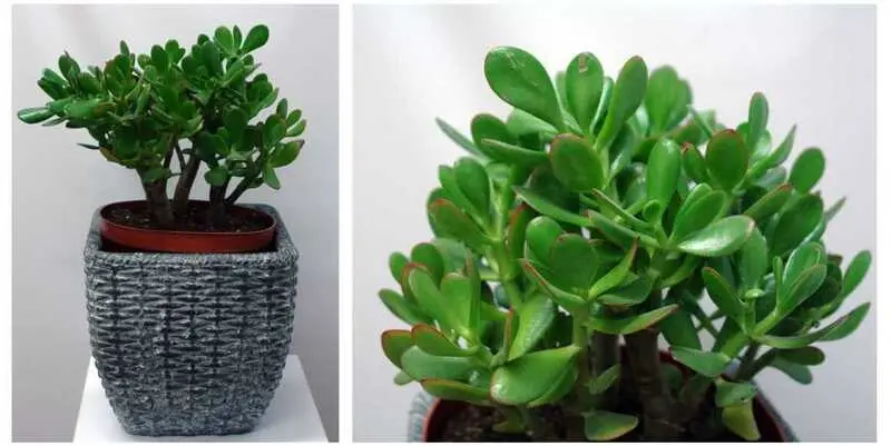 Крассула Овата Д23 Н50