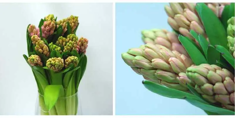 Гиацинт Анна Мария