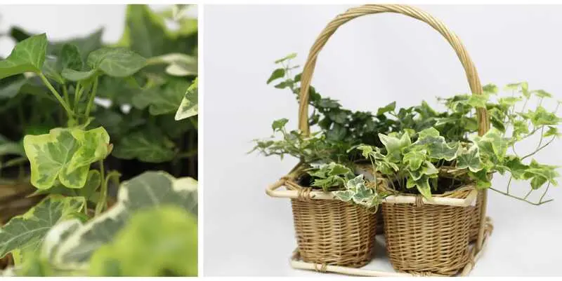 Хедера Хеликс микс Д9