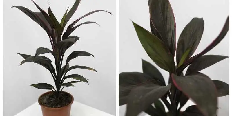 Кордилина Танго Д12