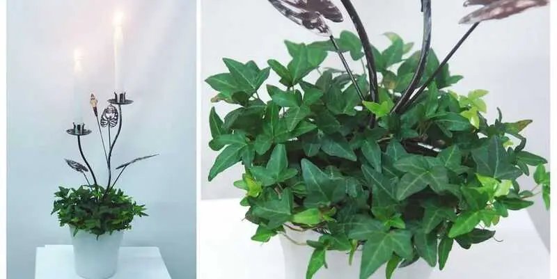 Композиция Хедера Д12