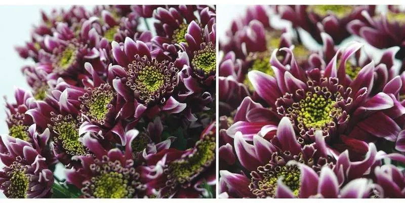 Хризантема Диско-Клуб