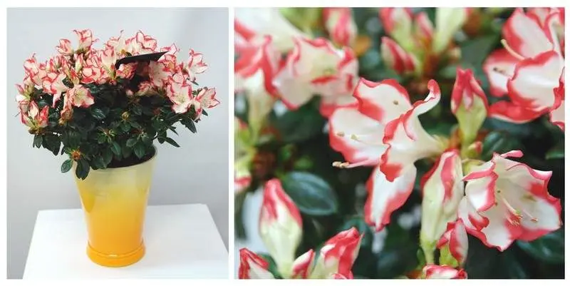 Азалия Индика  Д12