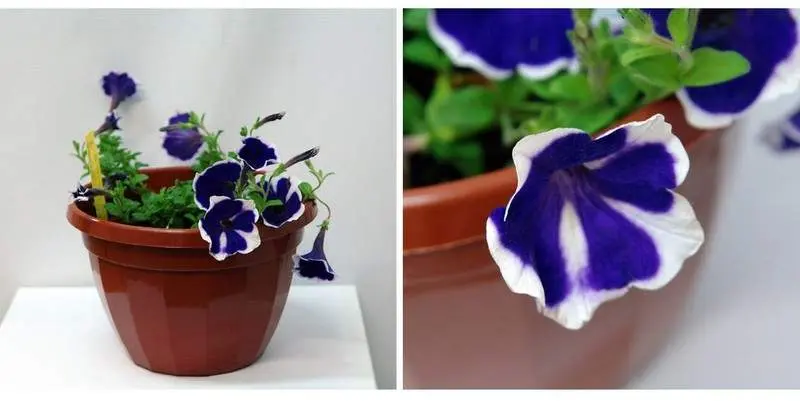 Растение открытого грунта Сурфиния Кашпо Д20