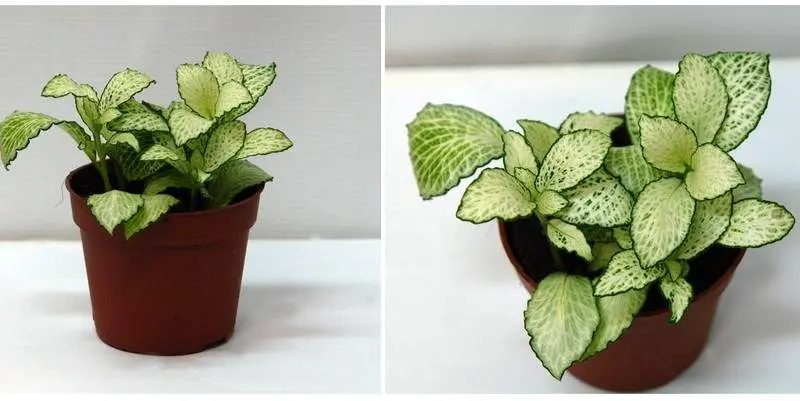 Фиттония Скелетон Д9