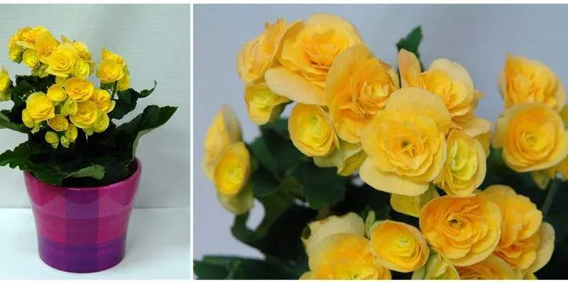 Бегония Элатиор Премиум Д12